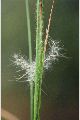 View a larger version of this image and Profile page for Andropogon virginicus L.