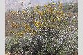 View a larger version of this image and Profile page for Fremontodendron californicum (Torr.) Coville