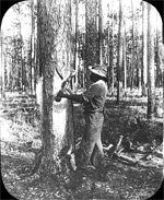 Pinus palustris being boxed [for turpentine], Mobile County, Alabama