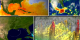 NASA researchers studied several elements during Hurricane Katrina in 2005.
The top left window shows sea surface temperature and clouds.  The bottom left window shows wind analysis model data.   The top right window shows Rainfall Accumulation.  The bottom right window shows Hurricane Katrina's Hot Towers.