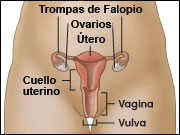 Diagrama del aparato reproductor femenino que muestra las trompas de Falopio, los ovarios, el útero, el cuello uterino, la vagina y la vulva.