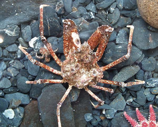[Pacific Lyre Crab, Hyas lyratus, crabhlyrat.jpg=67KB]