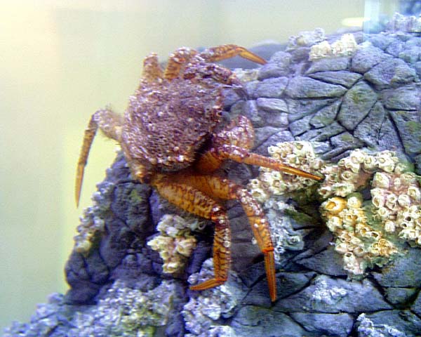 [Helmet crab, Telmessus cheiragonus, crabtelekin.jpg=57KB]