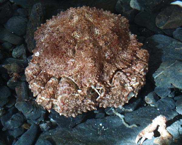 [Brown Box Crab, Lopholithodes formaminatus, crabboxa.jpg=61KB]