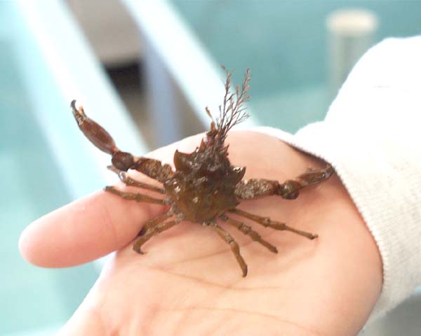 [Graceful Kelp Crab, Pugettia gracilis, crabkelpa.jpg=21KB]