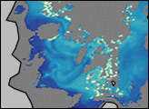 Algae Bloom in Antarctic Sea Ice