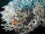 A large Lophelia pertusa coral bush at the North Carolina Lophelia banks with a squat lobster (Eumun