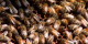 NASA's Wayne Esaias sees honeybees as important data collectors to help us understand our changing climate. <p><p><p>For complete transcript, click <a href=