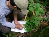 John A. Young sampling American ginseng (Panax quinquefolius) for genetic analysis.