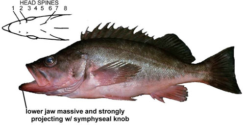 silvergray rockfish