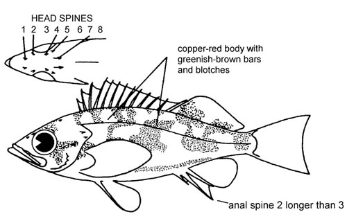 Puget Sound rockfish