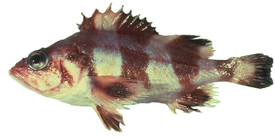 redbanded rockfish