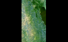 Visible Earth Image, Please See Caption