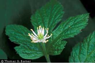 Photo of Hydrastis canadensis L.