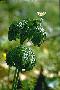 View a larger version of this image and Profile page for Hydrastis canadensis L.