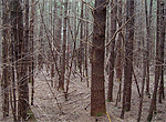 Notes from the field: ‘North Woods, Maine 2009’