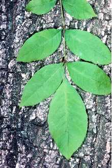 Photo of Fraxinus pennsylvanica Marsh.