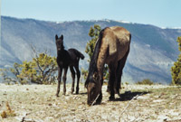 Photo of a wild horse mare and a foal