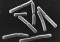 Black and white image of bacteria