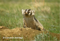 Photo of a badger