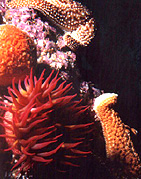 Photo of anemone and starfish