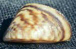 Image of a zebra mussel (Dreissena polymorpha)