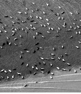 harbor seals in Bristol Bay, Alaska