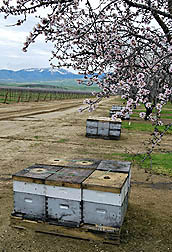 Photo: Rows of managed honey bee colonies in an almond orchard.