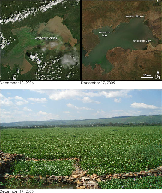 Water Hyacinth Re-invades Lake Victoria