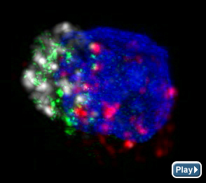 HIV-specific killer T cell