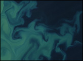 Barents Sea Phytoplankton Bloom