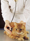 veterinarian examining cat