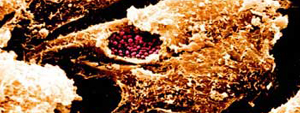 Microscope image