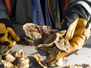 Army Corps Records Final Decision to Focus on Native Oyster Restoration