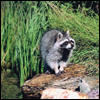 Photo: Raccoon