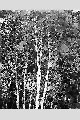 View a larger version of this image and Profile page for Betula papyrifera Marsh.