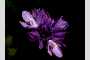 View a larger version of this image and Profile page for Dichelostemma capitatum (Benth.) Alph. Wood ssp. capitatum