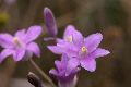 View a larger version of this image and Profile page for Dichelostemma capitatum (Benth.) Alph. Wood ssp. capitatum