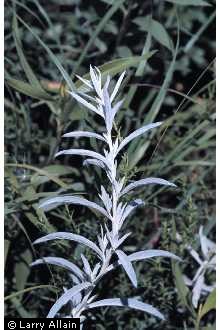 Photo of Artemisia ludoviciana Nutt.