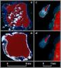 Uplift and Subsidence Associated with the Great Aceh-Andaman Earthquake 
of 2004