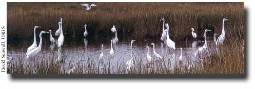 Great egret