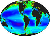 Global Chlorophyll 