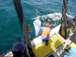 Bringing in the plankton net after a plankton haul.