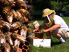 Composite image of honeybees on honeycomb and beekeeper opening hive