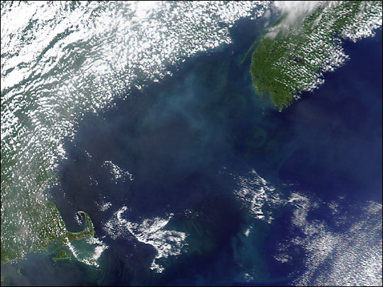 Coccolithophores in the Gulf of Maine