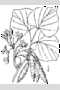 View a larger version of this image and Profile page for Cercis canadensis L.