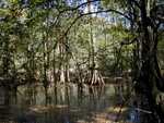 Big Thicket