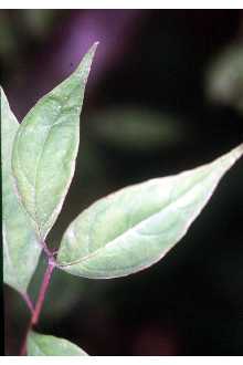 Photograph of Cornus foemina Mill.