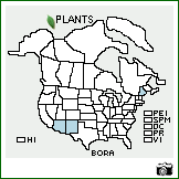 Distribution of Bouteloua radicosa (Fourn.) Griffiths. . Image Available. 