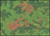 West Siberian Plain